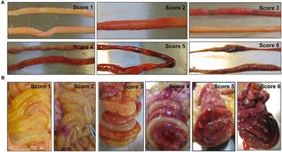 Early Protein Markers of Necrotizing Enterocolitis in Plasma of Preterm Pigs Exposed to Antibiotics